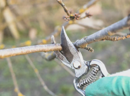 Tree Pruning