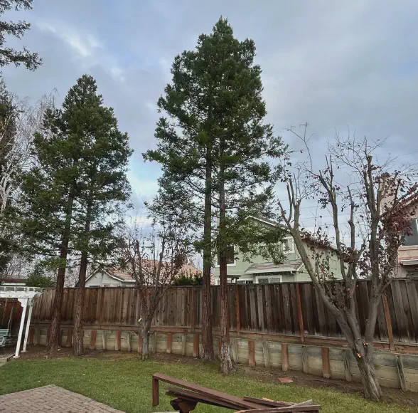 pines after being trimmed