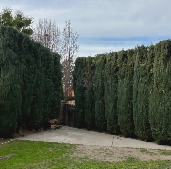 pines after being trimmed